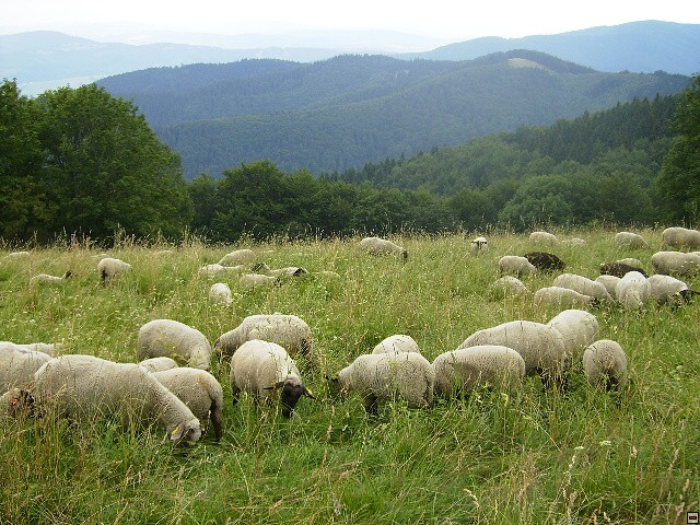 img00109.jpg